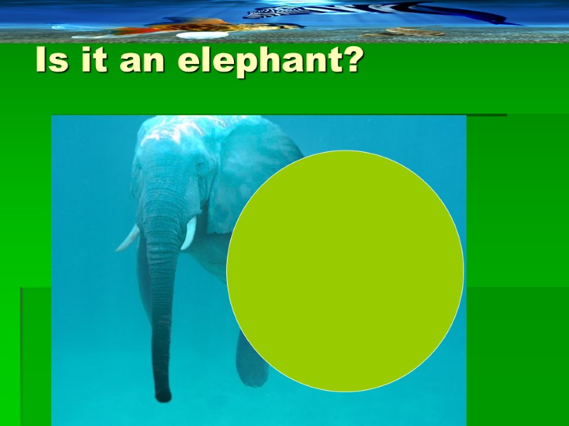 Is it an elephant?
